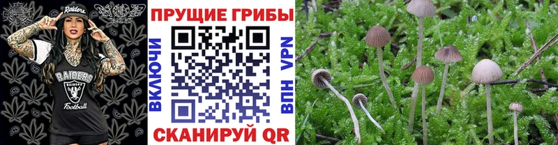 продажа наркотиков Можайск Галлюциногенные грибы Cubensis